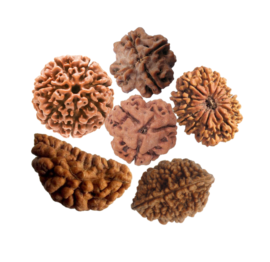 Rudraksha 