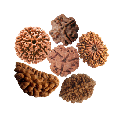 Rudraksha